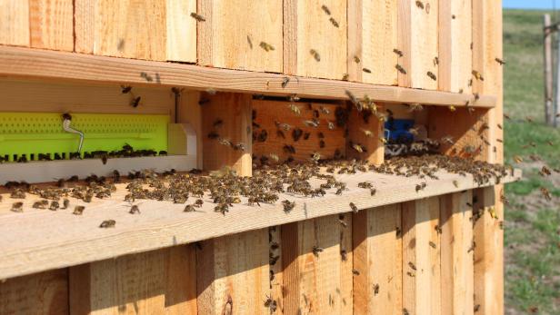 Bei warmen Temperaturen fliegen die Bienen aus, um nach Pollen und Nektar zu suchen. Auch Wasser ist für die Brut wichtig.