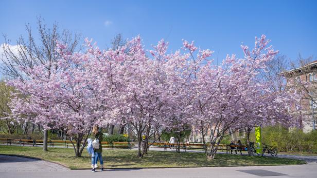 Blühender Kirschbaum im Wiener Stadtpark