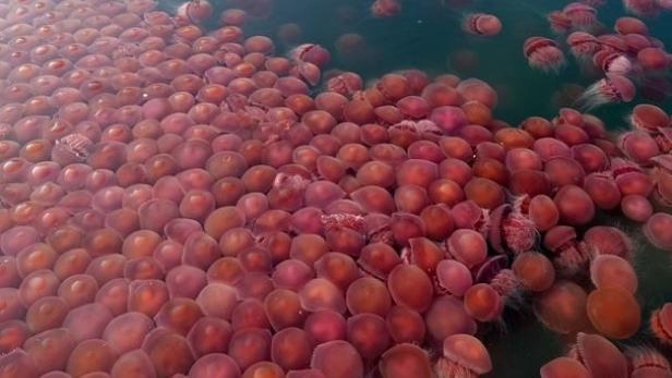 Philippinen: Tausende pinke Quallen tauchen vor Strand auf