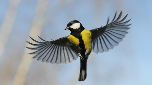 Corona-Folgen: Singvögel zwitschern jetzt leiser