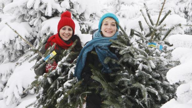 Die Christbäume stammen aus dem Waldviertel und werden per Paketdienst ins Haus geliefert