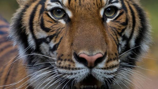 Tiger tötete Pfleger in ukrainischem Zoo