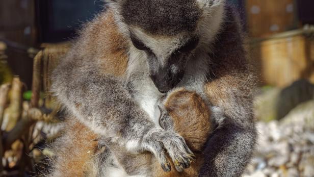 Zoo Schmiding: Süßer Nachwuchs bei den Kattas