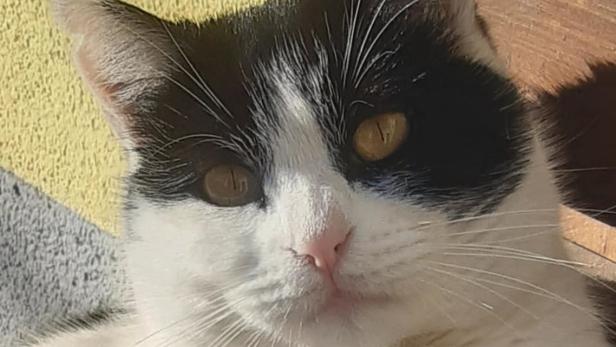 Katze zu Tode gequält: Polizei ermittelt