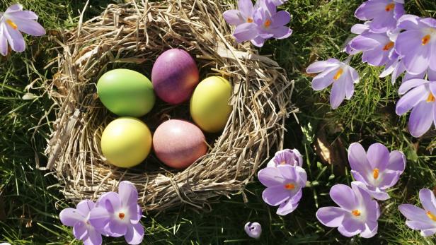 Die meisten Vögel bauen Nester, um ihre Eier auszubrüten.