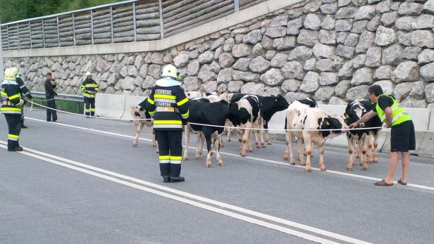 Feuerwehrleute treiben eine Herde Kühe von einer Straße.