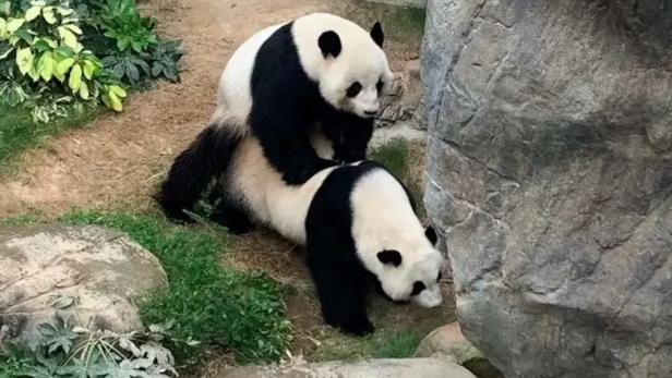 Die Pandas Ying Ying und Le Le im Zoo Hongkong paaren sich. Erstmals seit 2010.