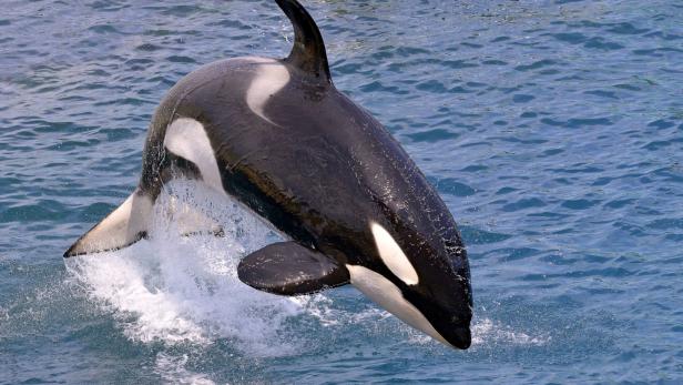 Achtung, Orca! Rätselhafte Boot-Attacken der Wale häufen sich