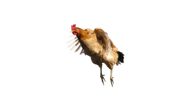 Rettet die Hühner: Singapur erlaubt Hühnerfleisch aus dem Labor