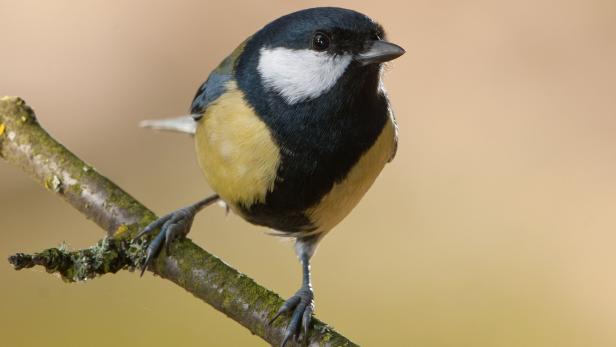 Ruf zur Vogelhochzeit? Auch 71 Prozent der Singvogel-Weibchen trällern regelmäßig.