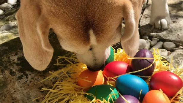 Ostern heuer anders: Da kennt sich ja kein Hund aus