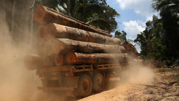 Abholzung des Amazonas nahm während Corona-Krise enorm zu
