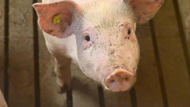 Fast allen Schweinen wird in Österreich der Schwanz gekürzt