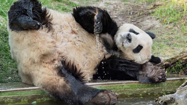 Erste Annäherung bei den Pandas in Schönbrunn