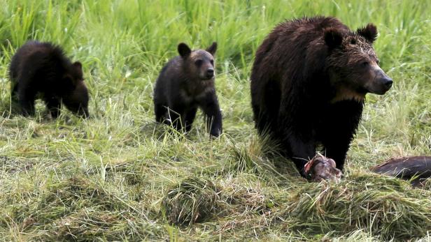 Bisons, Bären: Wilde Säugetiere kehren nach Europa zurück