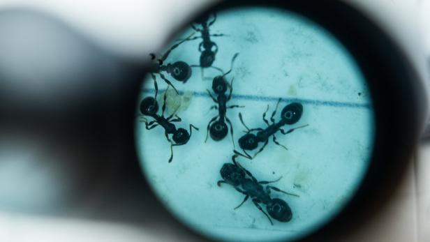 Warum auch Ameisen auf "Social Distancing" bei Infektionen setzen