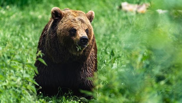 Waldviertler Bärenwald: „Die Versorgung ist aufwendig“