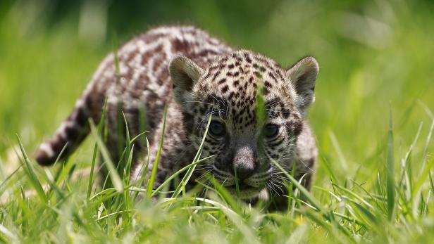 Jaguare verbringen den Großteil ihres Lebens allein.