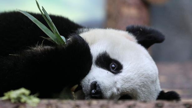 Bambusmangel: Pandas müssen nach China zurück