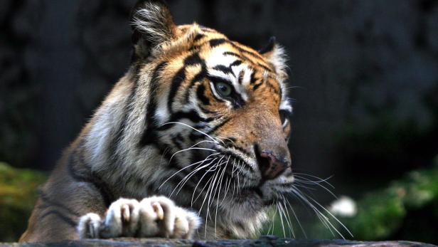 Ein Tiger ruht sich aus und blickt aufmerksam zur Seite.