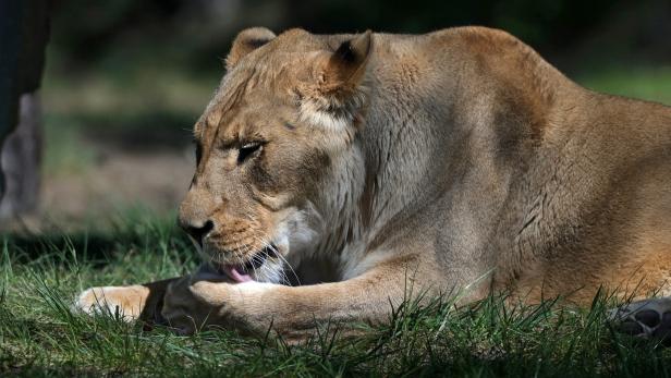 Drive-through Zoo Safariland Stukenbrock reopened in Germany