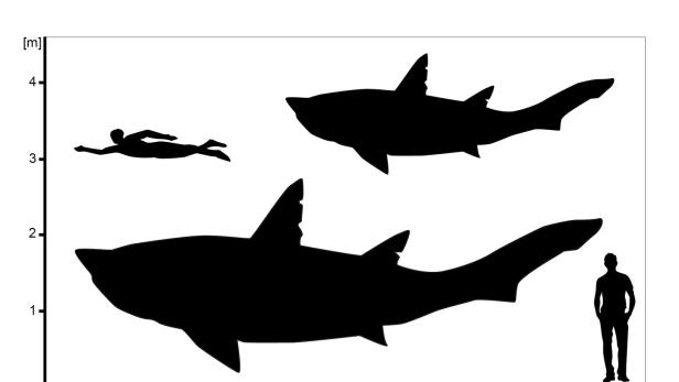 Die Größe des Haies kann nur ungefähr berechnet werden.
