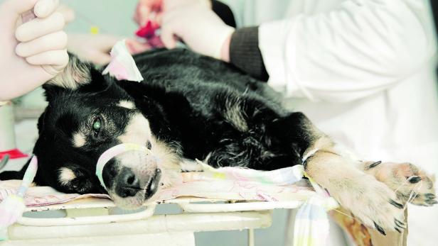 Tierarztbesuch nur bei dringenden Notfällen