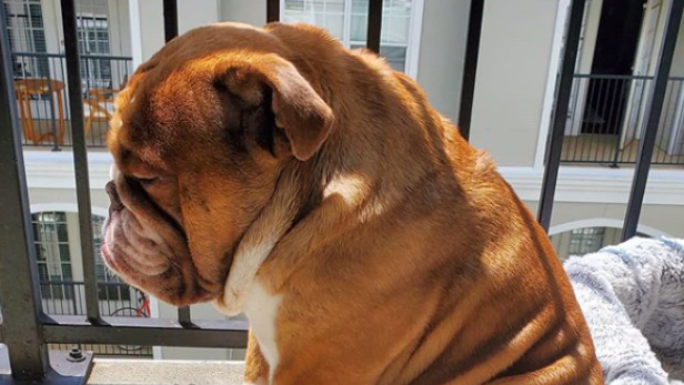 Quarantäne: Bulldogge leidet, weil sie nicht mehr zu Nachbarskindern darf