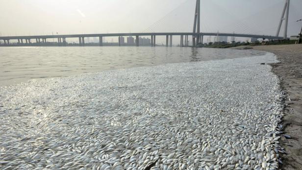 Tausende toter Fische liegen an einem Ufer unter einer Brücke.