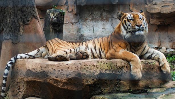 Tiger in einem Zoo in der Großstadt Bandung in West-Java.