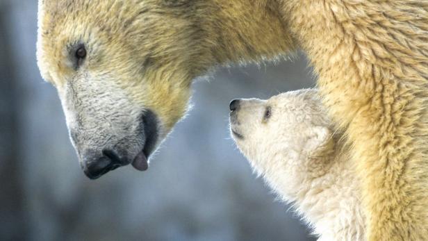 Eisbären in Schönbrunn: Wie groß Baby Finja jetzt wohl schon ist?