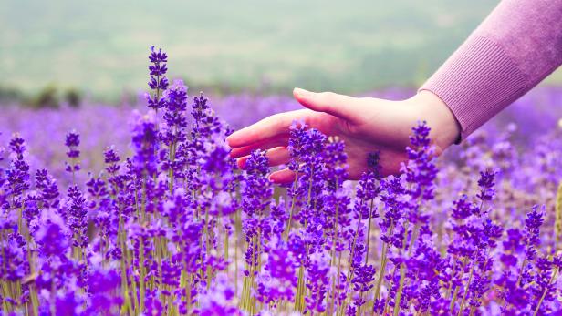 Lavendel ist nicht nur wunderschön, es hilft auch