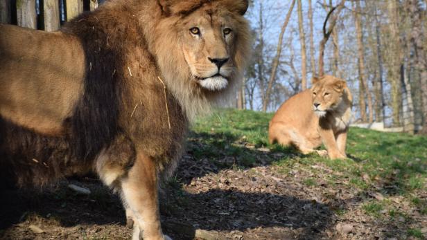 Zoos sperren wieder auf: Vorsichtiges Wiedersehen mit Löwen