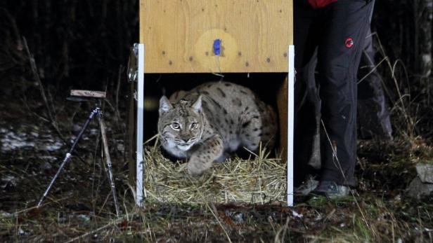 „Juro“ wurde Ende 2011 im Nationalpark Kalkalpen freigelassen.