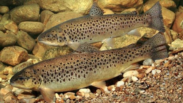 Forellen: In Österreich werden 13,3 Kilo Fisch pro Kopf und Jahr verspeist.
