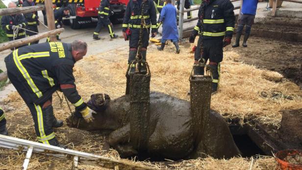 Die Feuerwehr Oberneuberg rettete eine Kuh, die in eine Jauchengrube gestürzt und darin gefangen war.