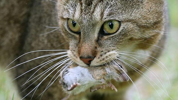 Eine getigerte Katze hält eine Maus im Maul.