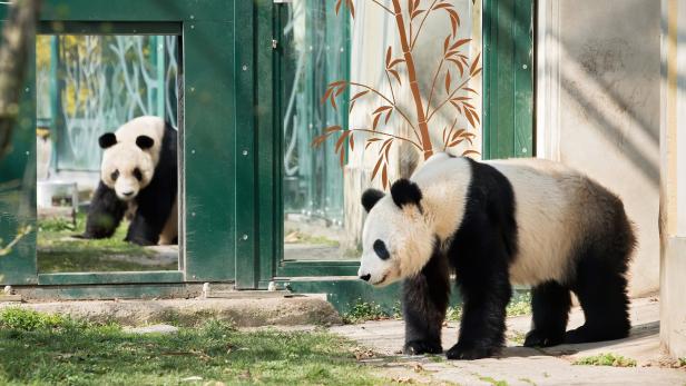 Die Pandas nützten die stillen Stunden zum Anbandeln.