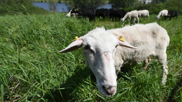 Schafe werden auf der Donauinsel zu Rasenmähern