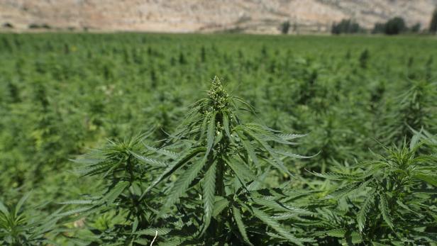 Verdächtiger Dealer führt Polizei zu über 1.500 Cannabispflanzen
