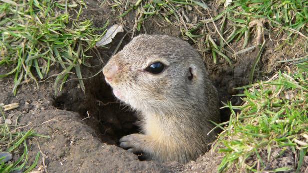 Ein Ziesel schaut aus seinem Erdloch.