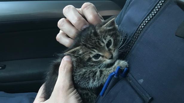 Die Polizei Wiener Neustadt als Tierfreund und Helfer für dieses kleine Kätzchen