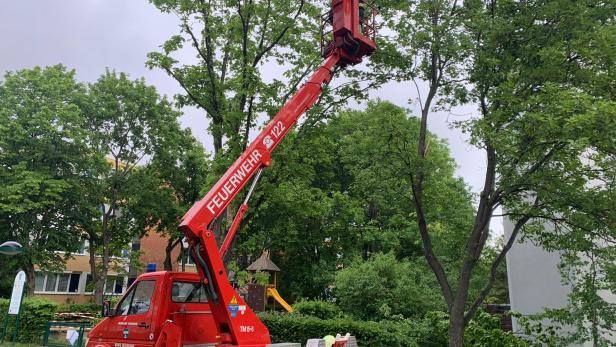 NÖ: Teil einer Baumkrone stürzte auf Weg bei Kinderspielplatz