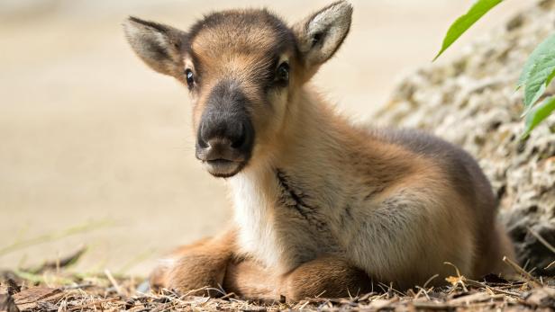 Tiergarten Schönbrunn eröffnet am Freitag mit Rentier-Babys