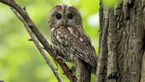 Burgenländische Vielfalt: 172 Vogelarten an einem Tag entdeckt