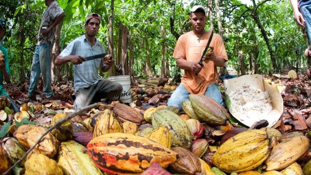 Warum der größte Kakaolieferant Angst vor hoher Produktivität hat