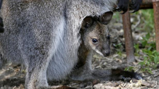 Frau zeigt, wie es wirklich in Känguru-Beutel aussieht und Twitter dreht durch