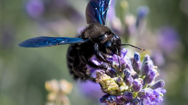 Die violettflügelige Holzbiene (Xylocopa violacea) gehört zu den gefährdeten Arten