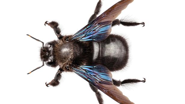 Das Geheimnis der Blauen Biene: Warum sie in Österreich verbreitet ist