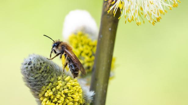 Viele der fast 700 Wildbienen-Arten sind auf eine Futterpflanze spezialisiert – und auf bestimmte Nistbedingungen.